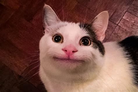 Beluga : r/cat