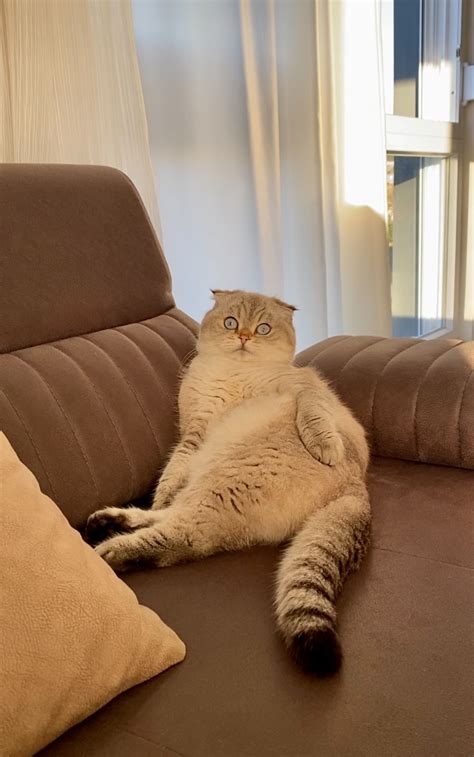 Миса и Лёлик 😺😸 (@misalelik) • Threads, Say more