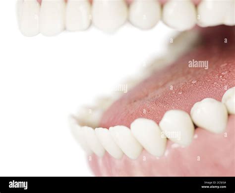Human teeth, illustration Stock Photo - Alamy