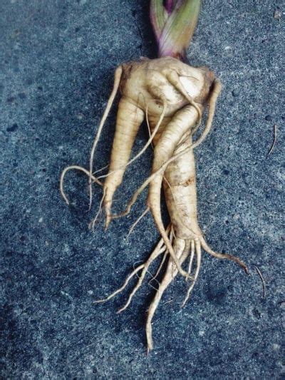 ¿Qué se hace con la mandrágora? Usos de la raíz de mandrágora. – Eljardin
