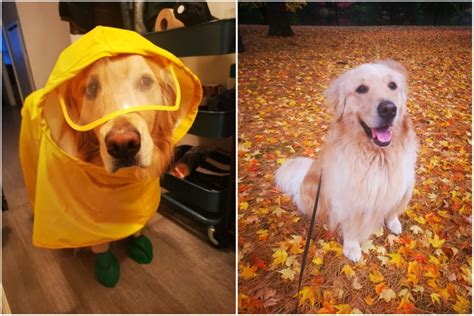 Golden Retriever Wearing Adorable Raincoat for Walk Wins Hearts Online