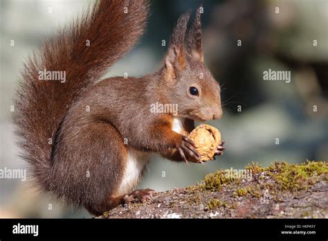 Caucasian squirrel hi-res stock photography and images - Alamy