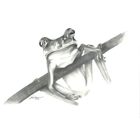 Frog Pencil Drawing at PaintingValley.com | Explore collection of Frog ...