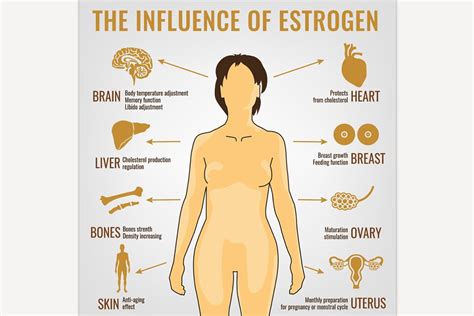 Estrogen effects Infographic | Pre-Designed Illustrator Graphics ~ Creative Market