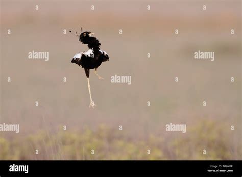 A jumping Lesser Florican Stock Photo - Alamy