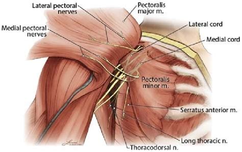 Pectoralis major - Physiopedia