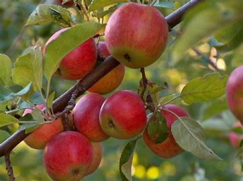 apple tree ln 3