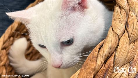 Chatty Cats: Rules, Cookies and More! - Three Chatty Cats