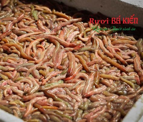 ai khong nen  ruoi luu  khi  ruoi khong duoc bo qua dasavina