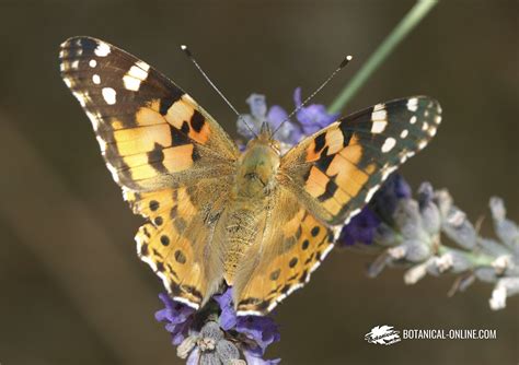 Características de la mariposa vanesa de los cardos – Botanical-online