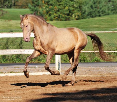 pearl colour horse