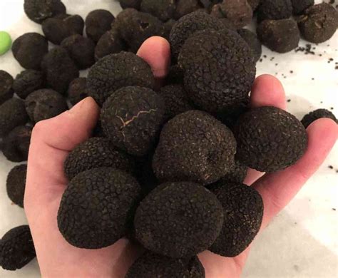 French Périgord Truffle – Bryan's Market