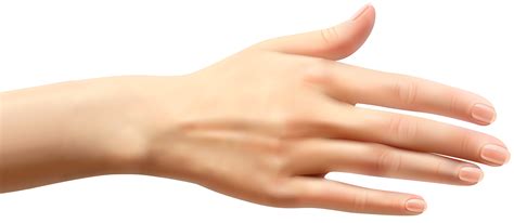 Arm clipart full hand, Arm full hand Transparent FREE for download on WebStockReview 2024