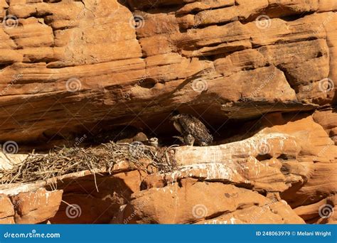 Adult Red-tailed Hawk Feeding One of it`s Chicks Stock Image - Image of chickenhawk, feeding ...