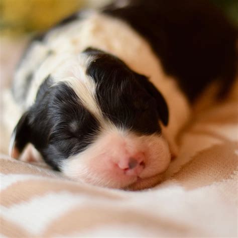 Sheepadoodles Puppies! Standard Size!