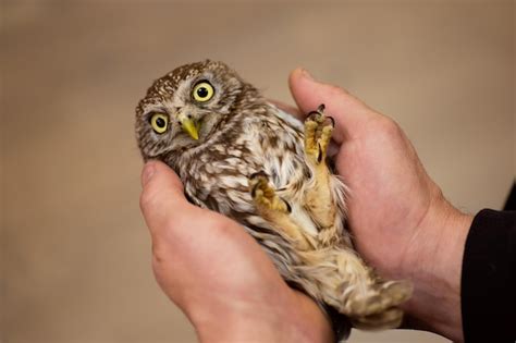 Posso Ter Uma Coruja De Estimação - Animal Estimacao Coruja Imagens – Download Grátis no Freepik