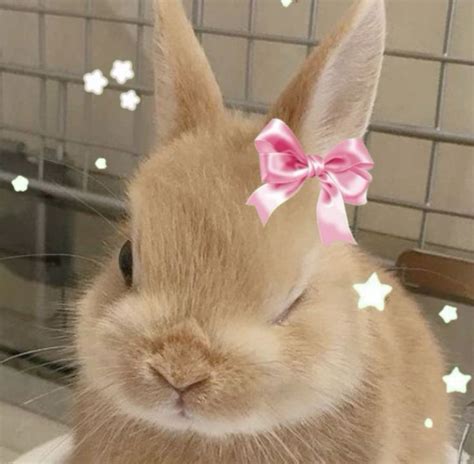 Pin on Pins by you in 2024 | Cute baby bunnies, Cute little animals