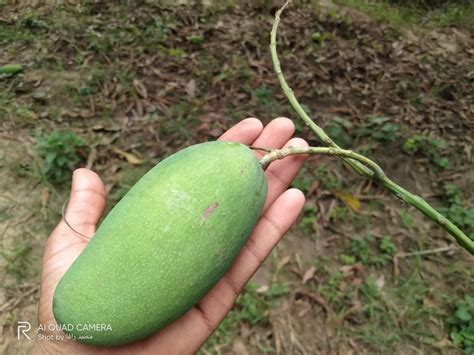 green fresh organic mango crate packaging size  kg   price