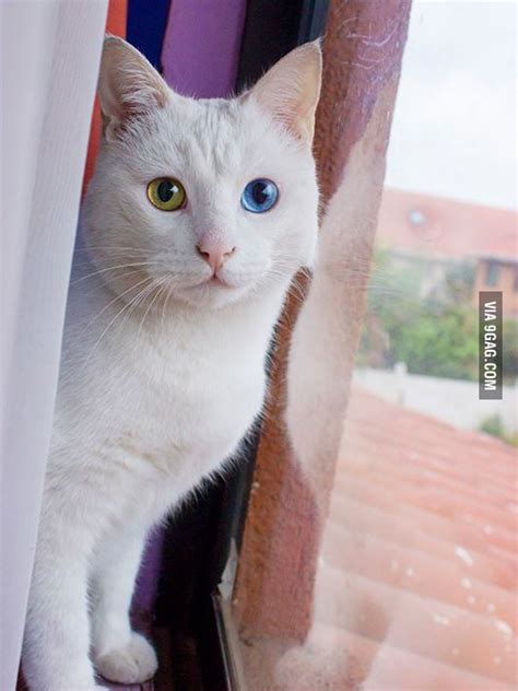 Check out this adorable mofo. - 9GAG