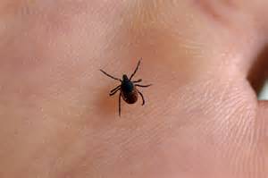 What does a tick bite look like?