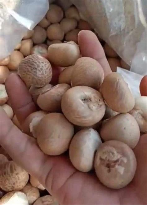 All Types Of Supari at Rs 470/kg | Betel Nuts in Meerut | ID: 24338128748