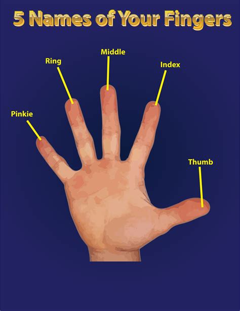 What Are The Finger Numbers What Is Their History 2