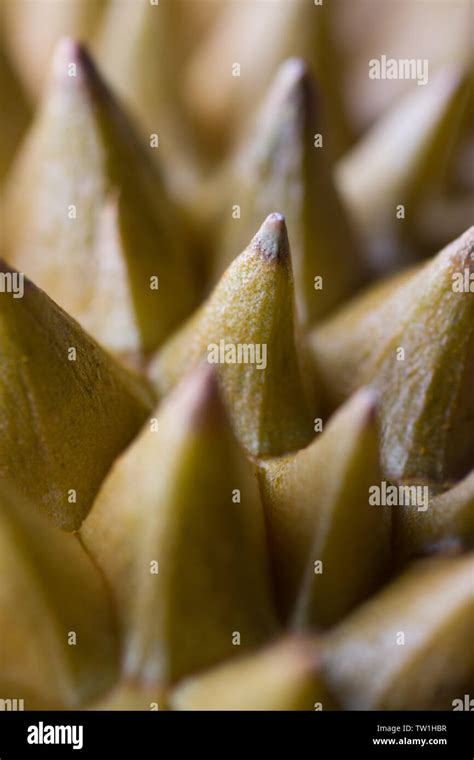 Durian skin material Stock Photo - Alamy