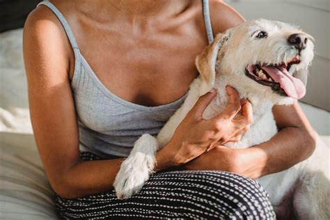 Como Aumentar A Imunidade Do Cachorro - Como aumentar a imunidade do cachorro - Blog da Pet Anjo