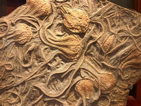 crinoid stem fragments