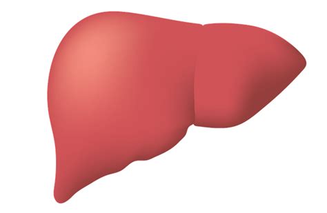 Liver Supplements List - Supplements in Review