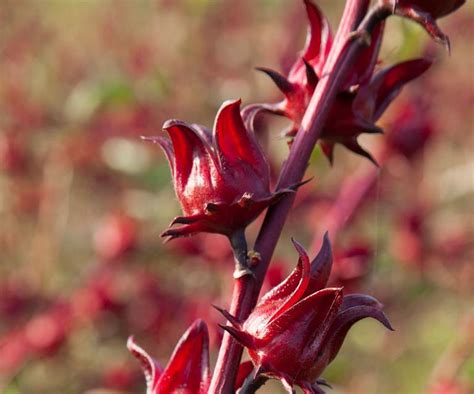 rosella hibiscus sabdariffa indigigrow