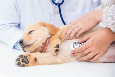 Dog Parvovirus | Santa Barbara Vets