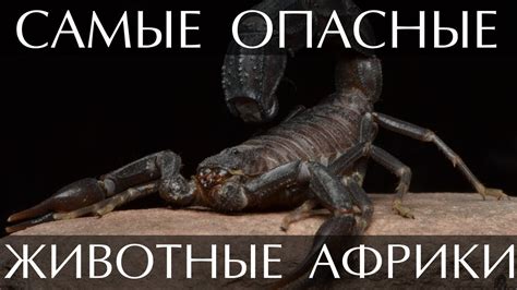 Самые опасные животные Африки - YouTube