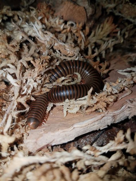 Ny first millipede!! : r/millipedes