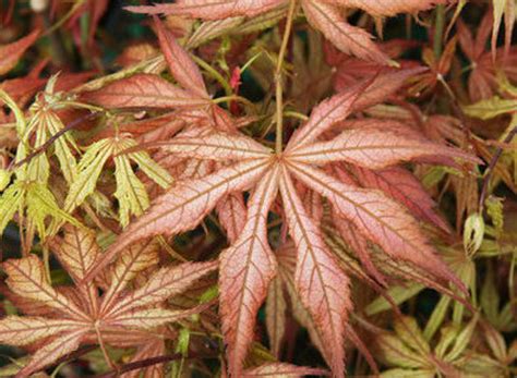 Acer palmatum 'Will's Devine' Variegated Japanese Maple - Kigi Nursery