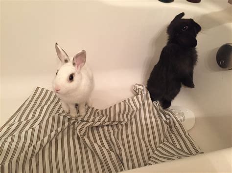 Bunny bonding! : r/Rabbits