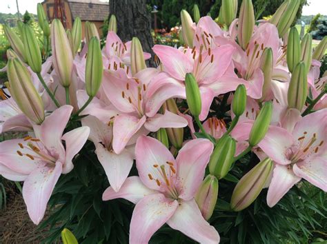 Pink Asiatic Lilies