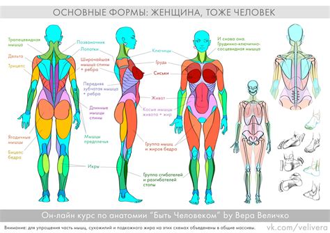Доделала плакат человека-женщины... | Художник-иллюстратор Вера Величко ...