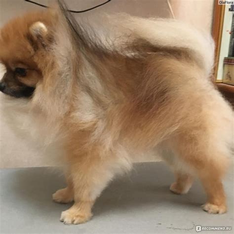 Щенячья линька у шпицев до и после (63 фото) - картинки sobakovod.club