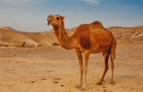 camel   desert