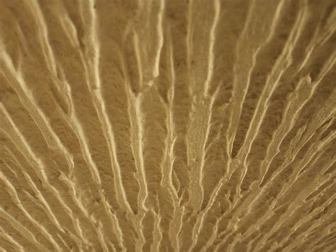 walled   stock photo public domain pictures