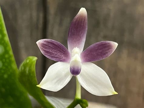 phal tetraspis blue  sib phal species blooming size