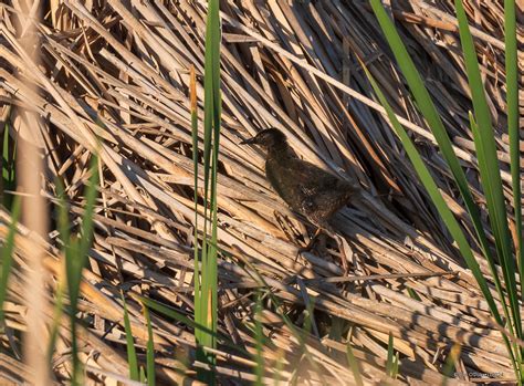 Virginia Rail Chick, Colorado | BirdForum