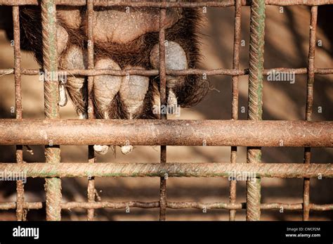 Bear paw Stock Photo - Alamy