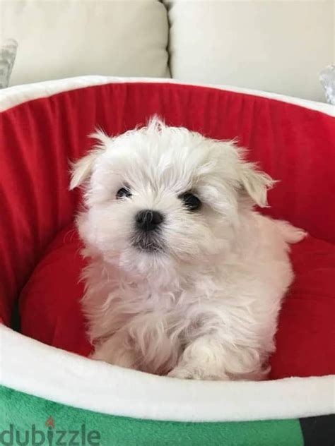 Purebred Maltese puppy for sale - Dogs - 120297801