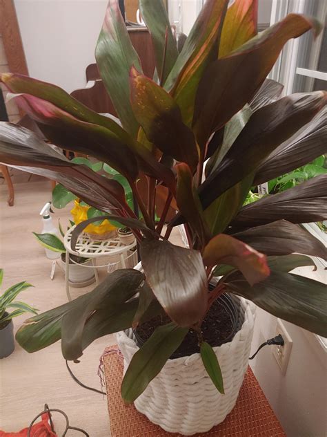 Dracaena leaves curling? : r/plants