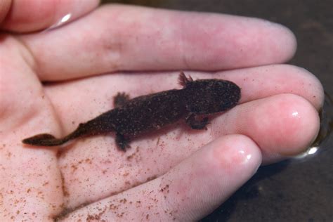 Bebe Salamandra Hellbender This Week In The Watershed: Hellbent On