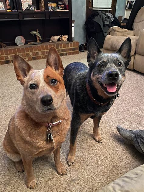 Pet owners are arguing over blue heeler dogs for sale online today 22