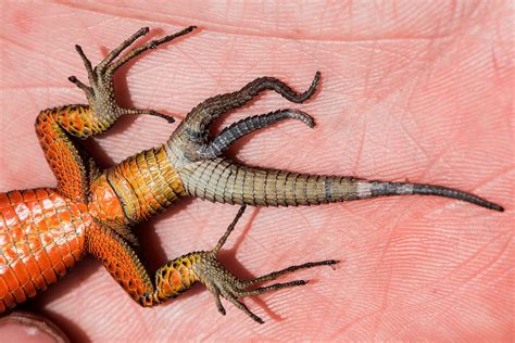 what happens if lizard not drinking without vet 4
