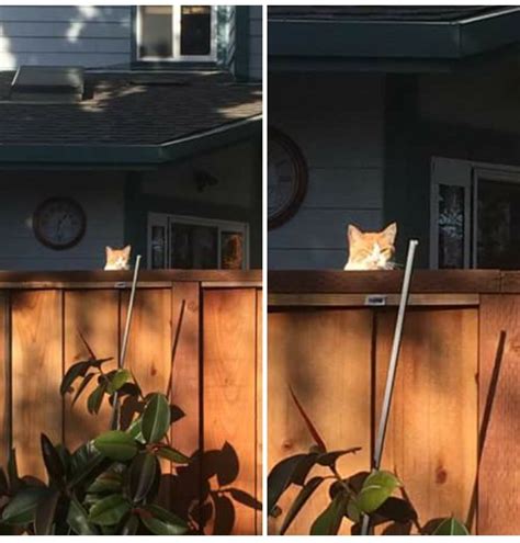 Stalking cat Latest Memes - Imgflip